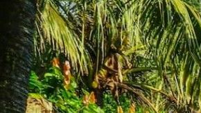 Casa del árbol en Bali, Indonesia.