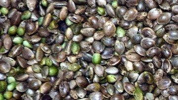 cáñamo-Ulrike Leone-Pixabay