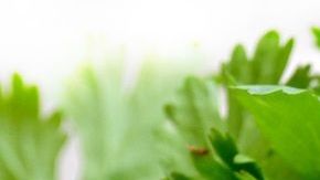 El té de cilantro es uno de los mejores aliados para fortalecer al sistema nervioso.