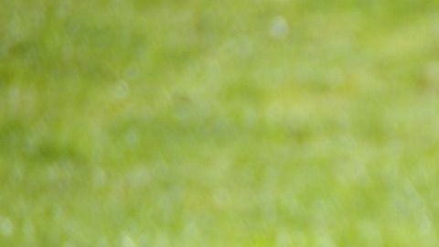 Habría una razón muy poderosa para este animal de aferrarse a la vida.