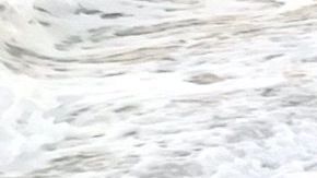 Imagen de uno de los dos delfines que aparecieron muertos.