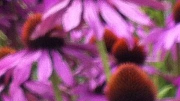 La medicina tradicional mexicana se destaca por su riqueza en plantas y hierbas de gran poder medicinal.