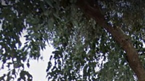 A la niña le cayó una rama de eucalipto.