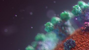 Un modelo de coronavirus.