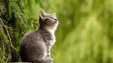 una gatita casi desmaya por el olor de pies de su dueño.