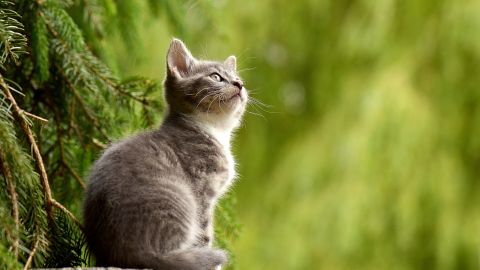 una gatita casi desmaya por el olor de pies de su dueño.