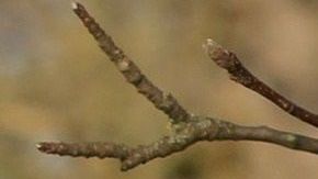 Los gatos dan pistas de que gozan estar con sus amos.