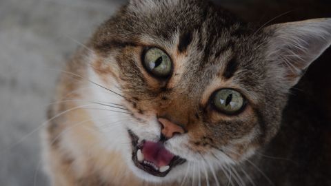 Un gato puede querer comunicarse contigo si maúlla en exceso.