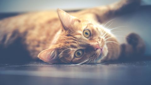Varios felinos han sido parte importante en la trama de una cinta.
