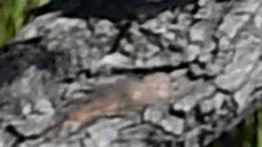 Esta escena habitual se dejará de ver en muchos estados en los próximos días.