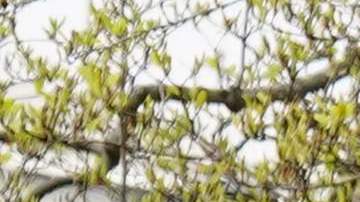 El presidente Trump participó en un foro en Fox News.