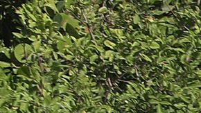 La policía de Miami cerró el acceso a las playas de South Beach como medida de precaución por el coronavirus.