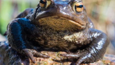 Las autoridades estatales piden a la población que identifiquen bien a los sapos y que no los confundan con los nativos de Florida.