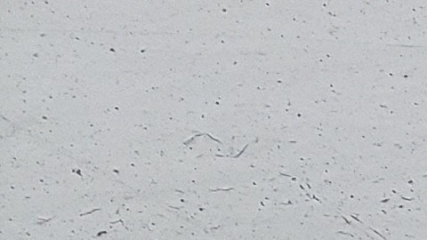 Perceval el Galés. Más adelante, ve cómo un halcón ataca a un ganso, del que caen tres gotas de sangre sobre la nieve.