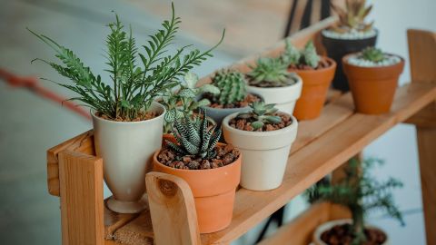 Las plantas absorben las malas vibras.