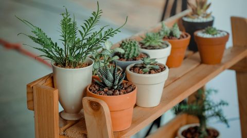 Las plantas absorben las malas vibras.