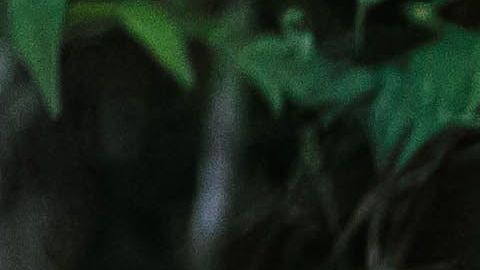 Las brujas poseen poderes mágicos.