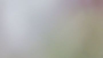 José Cardozo cuando era DT del Toluca.