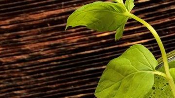 Este nutritivo jugo de manzana verde y apio, combate enfermedades cardíacas y padecimientos en la piel.