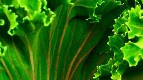 El kale es un tesoro de la naturaleza que se relaciona con beneficios digestivos y cardiovasculares.