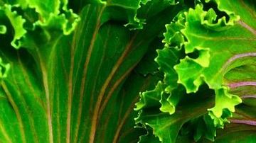 El kale es un tesoro de la naturaleza que se relaciona con beneficios digestivos y cardiovasculares.