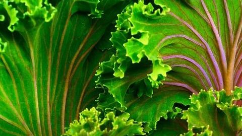 El kale es un tesoro de la naturaleza que se relaciona con beneficios digestivos y cardiovasculares.