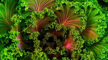 El kale es un tesoro de la naturaleza que se relaciona con beneficios digestivos y cardiovasculares.