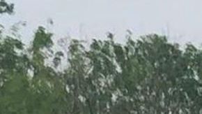 Hallan a mujer carbonizada, tenía signos de haber sido quemada viva en frontera de México