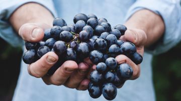 De acuerdo con los investigadores, las uvas tienen un alto contenido en antioxiantes y fibra, que les confieren un efecto benéfico en las bacterias intestinales.