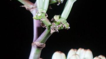 Murciélago-RebeccaBloomPhoto-Canva