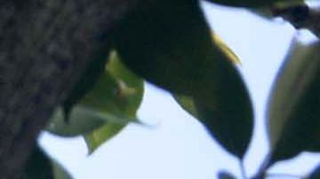 Flying foxes (pteropus vampyrus) hang on the branches of a tree at a garden in Amritsar on September 7, 2017. / AFP PHOTO / NARINDER NANU        (Photo credit should read NARINDER NANU/AFP via Getty Images)