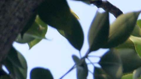 Flying foxes (pteropus vampyrus) hang on the branches of a tree at a garden in Amritsar on September 7, 2017. / AFP PHOTO / NARINDER NANU        (Photo credit should read NARINDER NANU/AFP via Getty Images)