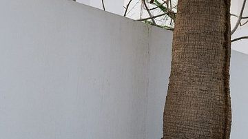 El Beetle de Volkswagen es uno de los autos que tienen el mismo valor en México que un smartphone de gama alta.