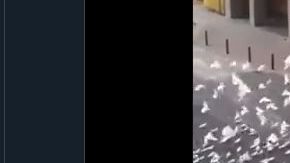 Las aves no dejan en paz a la mujer.