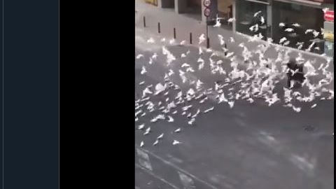 Las aves no dejan en paz a la mujer.