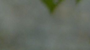 La canina se ha vuelto celebridad en la red social por su singular forma de acercarse a los extraños para darles afecto.