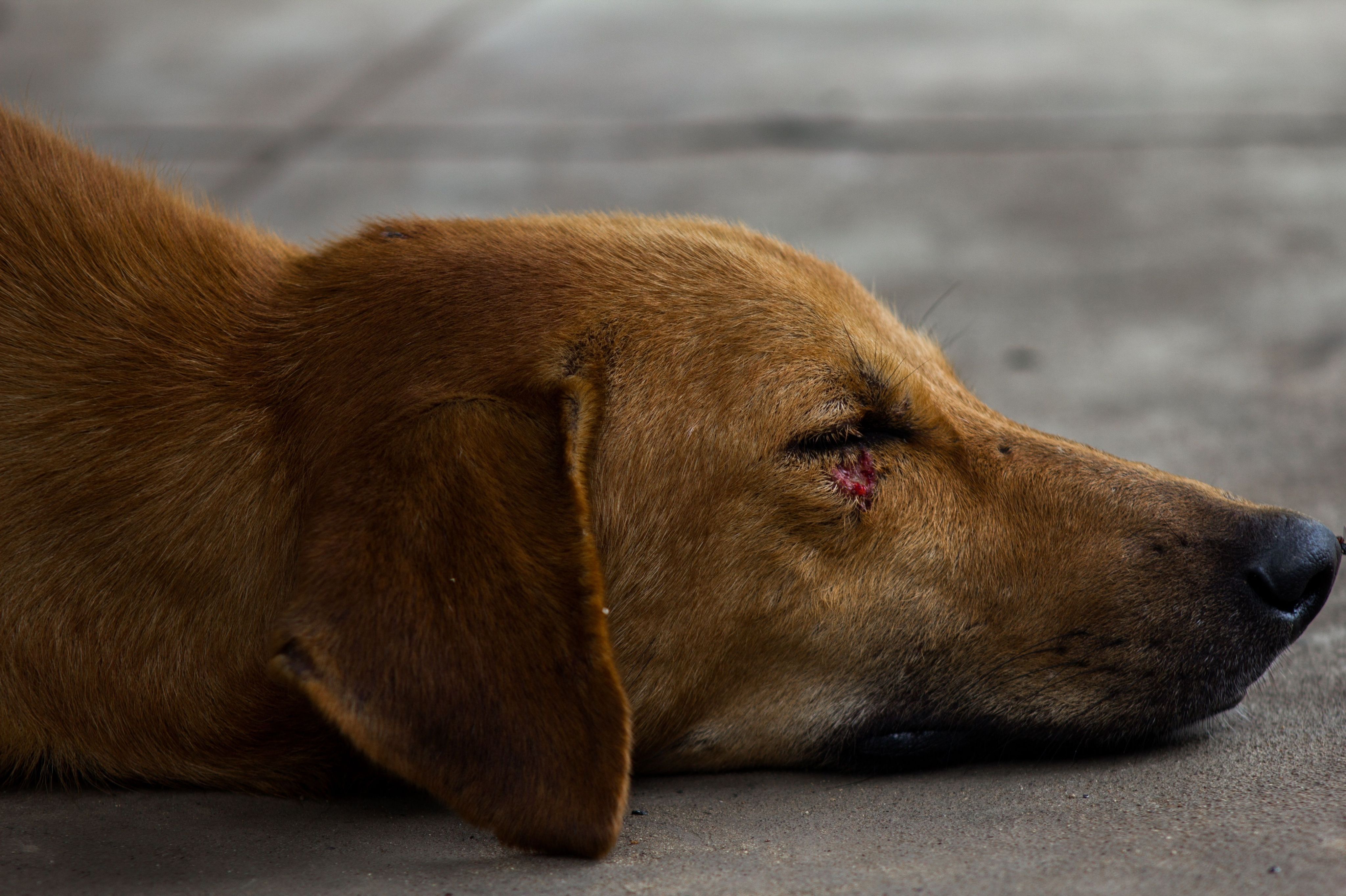 los granos est�n bien para los perros