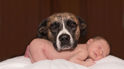 Un canino resultó ser un buen cuidador de pequeños.