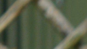 Los perros tienden a esconder sus premios.