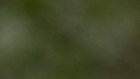 Hay una razón científica detrás del entusiasmo de tu mascota al verte.