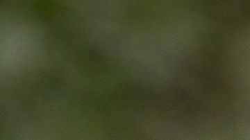 Hay una razón científica detrás del entusiasmo de tu mascota al verte.