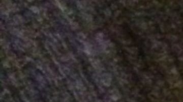 Este perro y gato tienen una forma peculiar de demostrarse su cariño.