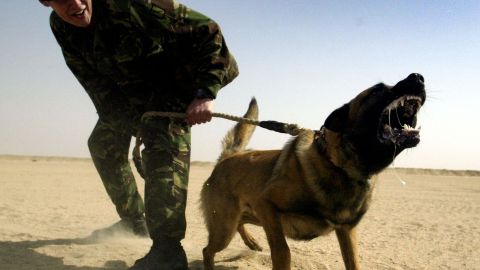 Los gruñidos de un perro no necesariamente significan agresión.