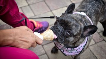Los perros pueden comer helado, pero solo a base de agua, frutas y sin azúcar