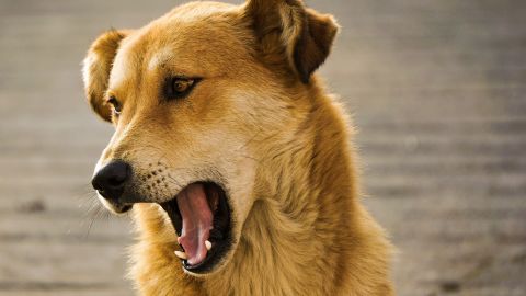 Para enseñar a un perro a dejar de ladrar se debe comenzar con un entrenamiento animando al can a que lo haga.