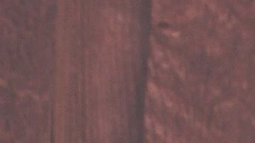 Según explicaron los científicos, la adolescencia es un periodo especialmente sensible para la conformación de la microbiota debido a los cambios hormonales y conductuales.