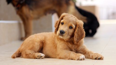 El aprendizaje de la mascota se puede facilitar con la ayuda de un cliker.