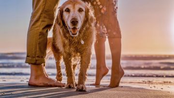 Los perros y sus dueños pueden disfrutar juntos de la playa con algunas consideraciones.