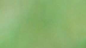 Son animales altamente sensibles y propensos a diferentes enfermedades.