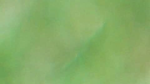 Son animales altamente sensibles y propensos a diferentes enfermedades.